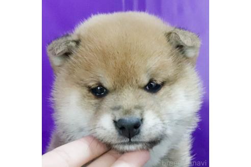 成約済の愛知県の柴犬-369666の4枚目
